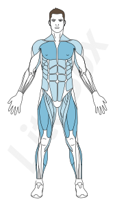 muscles grand pectoral, quadriceps, gastrocnémien et soléaire muscles grand pectoral, quadriceps, gastrocnémien et soléaire