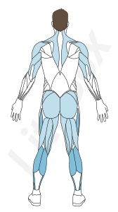 muscles triceps sural (gastrocnémien et soléaire) muscles triceps sural (gastrocnémien et soléaire)