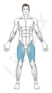 muscles quadriceps fémoral muscles quadriceps fémoral