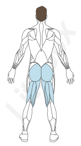 muscles secondaires muscles secondaires