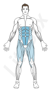 muscle droit de l'abdomen muscle droit de l'abdomen