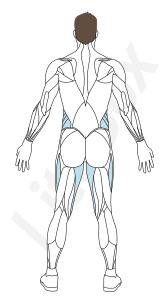 muscles secondaires : oblique externe de l'abdomen et adducteurs muscles secondaires : oblique externe de l'abdomen et adducteurs