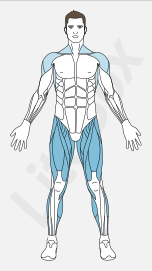muscles quadriceps fémoral, tenseur du fascia lata, adducteurs, sartorius et triceps sural muscles quadriceps fémoral, tenseur du fascia lata, adducteurs, sartorius et triceps sural
