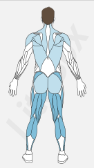 muscles petit glutéal, ischio-jambier, adducteurs, triceps sural (gastrocnémien et soléaire) muscles petit glutéal, ischio-jambier, adducteurs, triceps sural (gastrocnémien et soléaire)