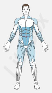 Muscles droit de l'abdomen, dentelé antérieur, triceps brachial Muscles droit de l'abdomen, dentelé antérieur, triceps brachial
