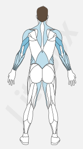 Muscles triceps brachial Muscles triceps brachial