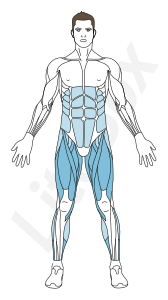muscles quadriceps fémoral, sartorius, adducteurs et soléaire muscles quadriceps fémoral, sartorius, adducteurs et soléaire