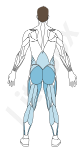 muscles grand glutéal, adducteurs et soléaire muscles grand glutéal, adducteurs et soléaire