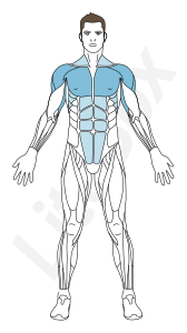 muscles deltoïdes, grand pectoral et triceps muscles deltoïdes, grand pectoral et triceps
