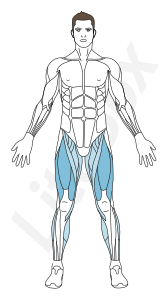 muscles quadriceps fémoral muscles quadriceps fémoral