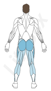 muscle grand glutéal muscle grand glutéal