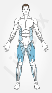 muscles quadriceps fémoral et soléaire quadriceps et muscle soléaire