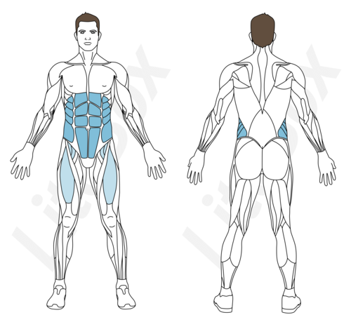 abdos coude-genou croisés muscles sollicités