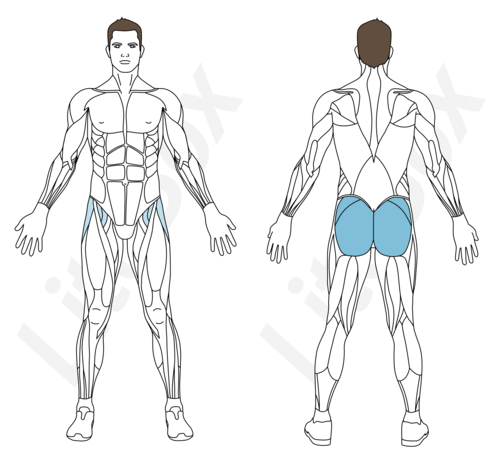 palourde muscles sollicités