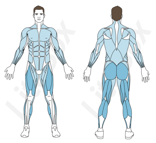 corde à sauter muscles sollicités