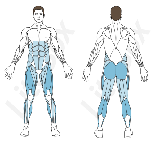 courir sur place et levés de genoux muscles sollicités