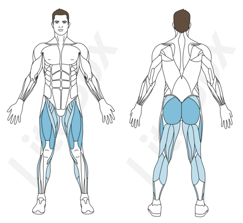 squat bulgare muscles sollicités