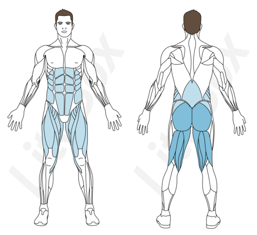 deadlift sur une jambe muscle sollicité