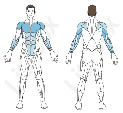 Dips aux barres parallèles - Exercices - Body Burn