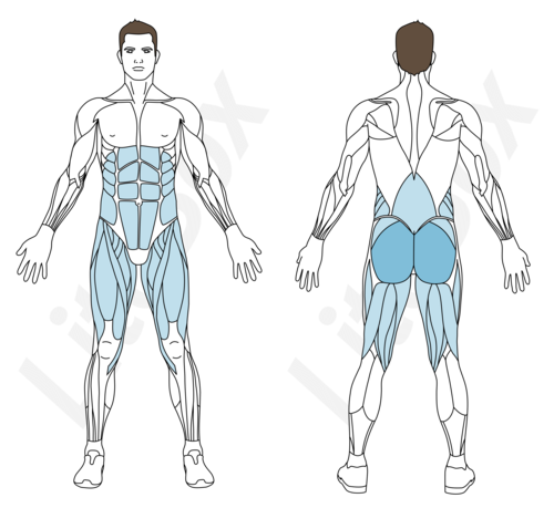 relevé de bassin muscles sollicités