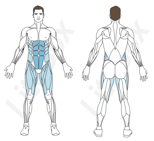 position hollow muscles sollicités