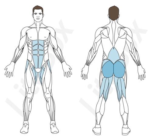 relevé de bassin pieds surélevés muscles sollicités