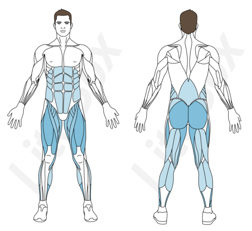 sauts latéraux muscles sollicités