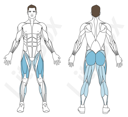 montées sur chaise muscles sollicités