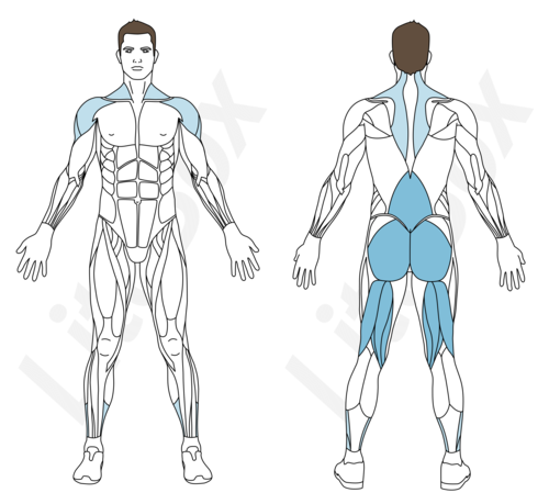 exercice superman muscles sollicités