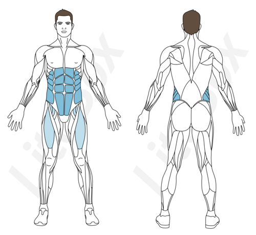 abdos essuie-glace muscles sollicités