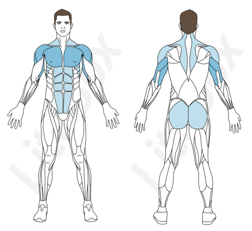 pompes diamant muscles sollicités