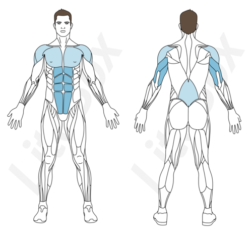 pompes triceps muscles sollicités