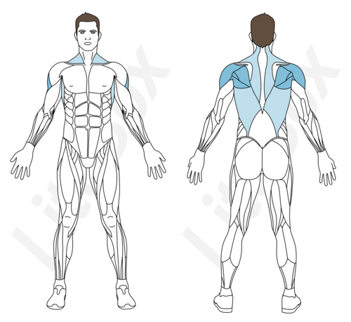 mouvement d'Arlaud muscles sollicités