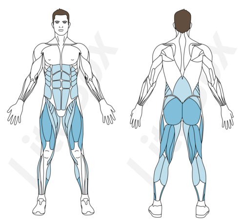 squat sumo muscles sollicités