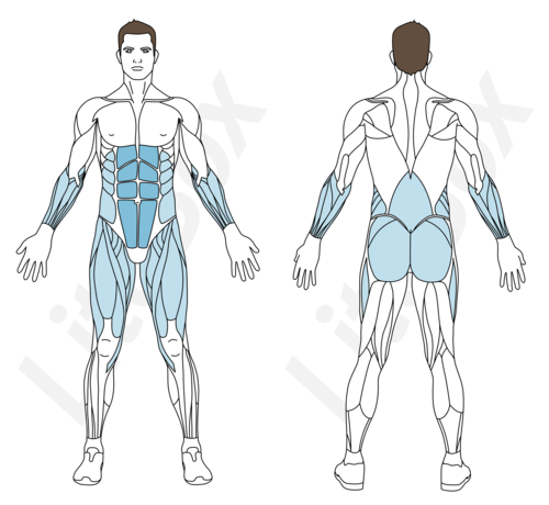 Muscles sollicités abdos chandelle exercice litobox