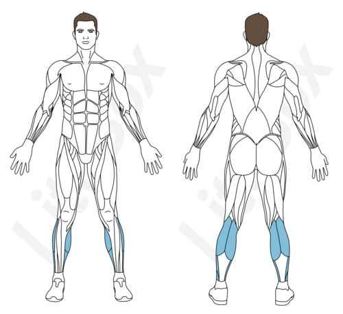 Muscles sollicités extension des mollets