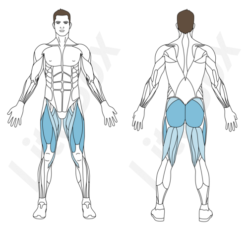 Muscles sollicités fentes avant ou arrière