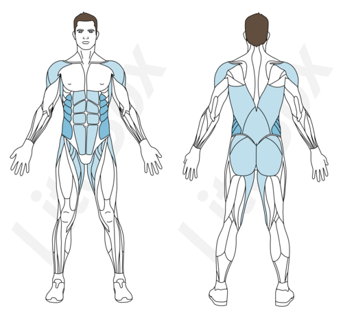 Muscles sollicités gainage latéral dynamique avec levés de bassin