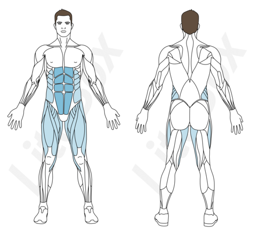 Muscles sollicités abdos v-ups