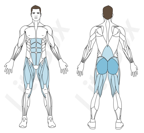 hip thrust muscles sollicités