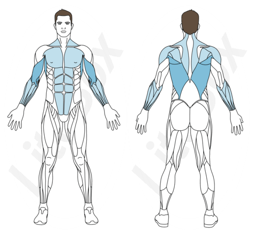 Muscles sollicités traction supination