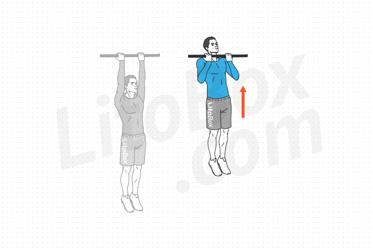 Tractions en supination exercice