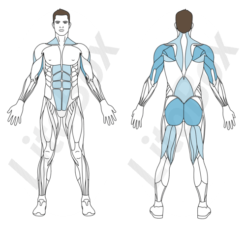Muscles sollicites posture table litobox