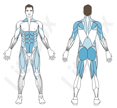 Muscles sollicites planche inversee litobox 1